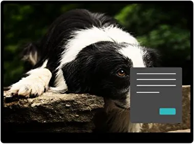 Border Collie Donker thema voor Windows 11