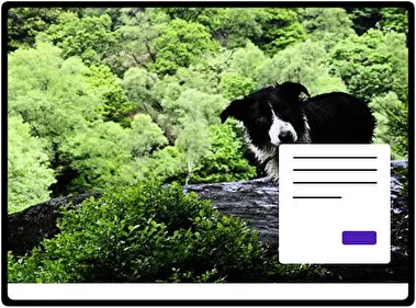 Бордер Коллі тема для Windows 11