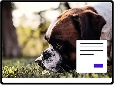 Боксер тема для Windows 11