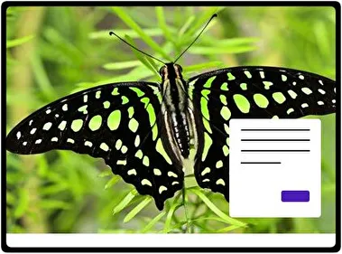 Mariposa tema para Windows 11