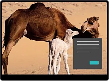 Kameel Donker thema voor Windows 11