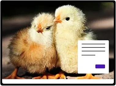 Pollo tema para Windows 11