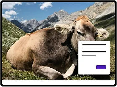 Vaca tema para Windows 11