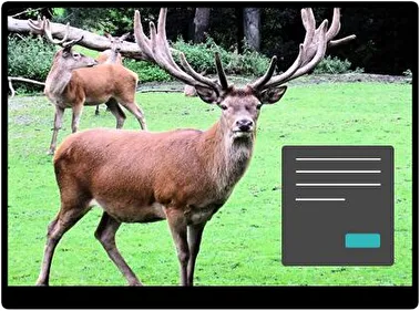 Ciervo Oscuro tema para Windows 11