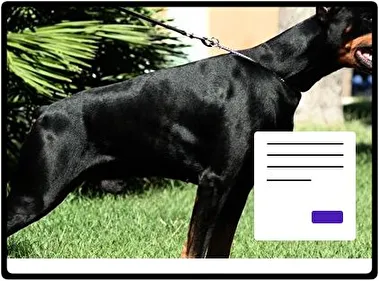 Doberman motyw dla Windows 10 i 11