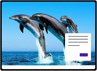Delfín tema para Windows 11