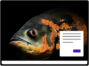 Peces tema para Windows 11