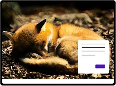Zorro tema para Windows 11