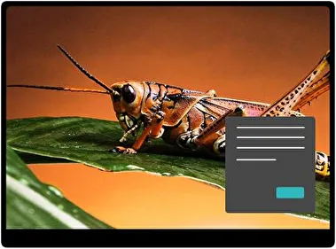 Сарана Темна тема для Windows 11