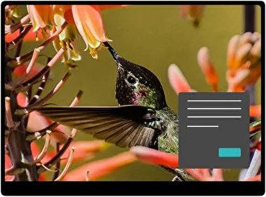 Колібрі Темна тема для Windows 11