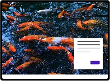 Koi tema para Windows 11