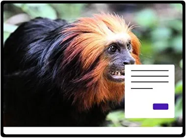Mono tema para Windows 11