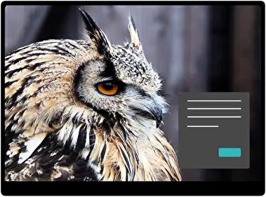 Сова Темна тема для Windows 11