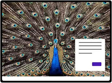 Pavo Real tema para Windows 11