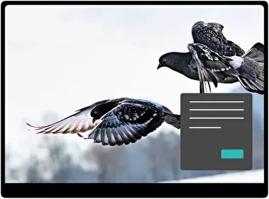 Голуб Темна тема для Windows 11