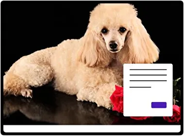 Caniche tema para Windows 11