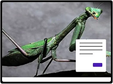 Mantis Religiosa tema para Windows 11