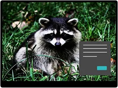 Єнот Темна тема для Windows 11