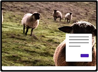 Ovejas tema para Windows 11
