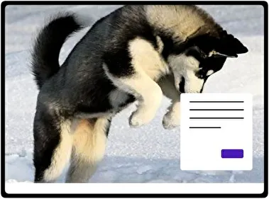 Husky Siberiano tema para Windows 11