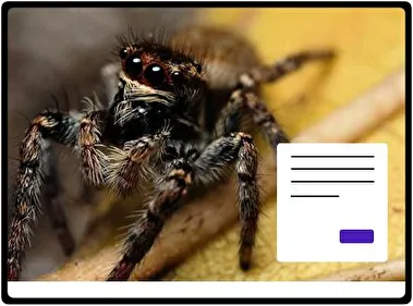 Araña tema para Windows 11