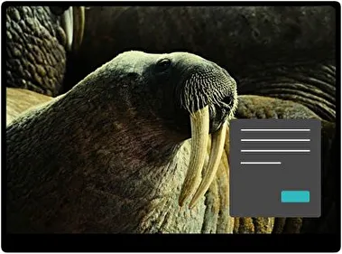 Morsa Oscuro tema para Windows 11