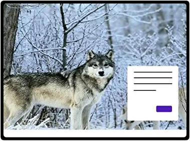 Lobos tema para Windows 11