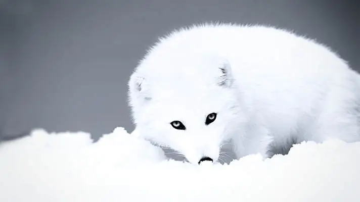 Arctic Fox Theme For Windows 11 Arctic Fox Theme For Windows 11